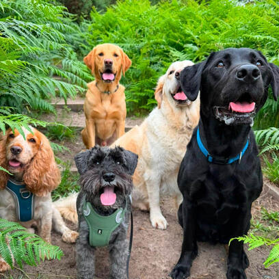 dog-walking-oxshott-heath.jpg Dogs walking off-lead at Oxshott Heath, Surrey