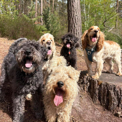 dog-walking-cobham-surrey.jpg Dog walker collecting dogs from Cobham, Surrey